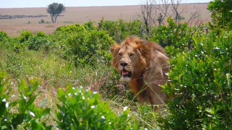 leeuw in de masai mara