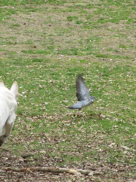 Anne V Meegen: duif