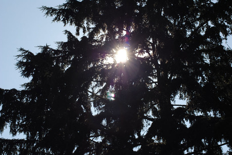 zon door boom