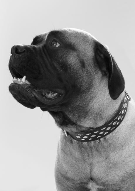 bull mastiff