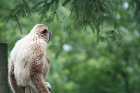 Gibbon