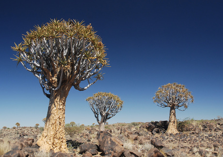 Kokerbomen