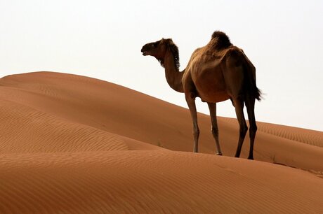 Camel On Dune