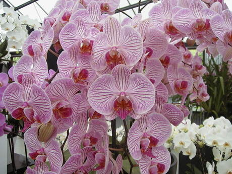 Orchidee