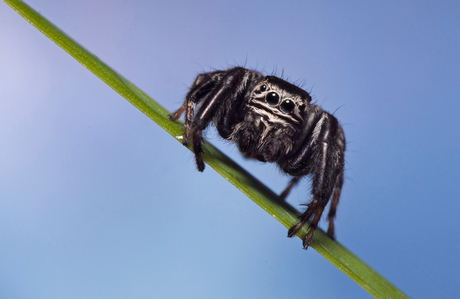 Evarcha arcuata