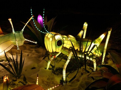 China Lights nr. 23 in Emmen