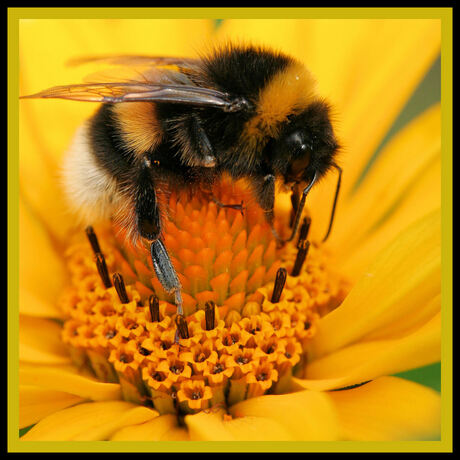 Hommel op bloem