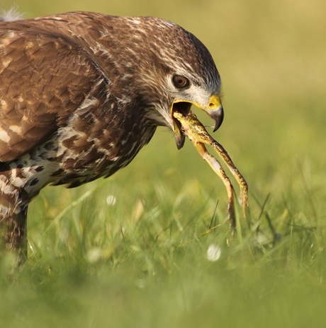 image.jpg buizerd en kikker