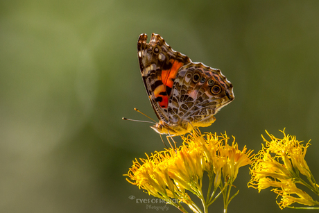 Vlinder op gele bloem