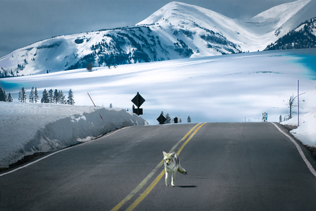 Yellowstone Parc USA - wildlife & highway