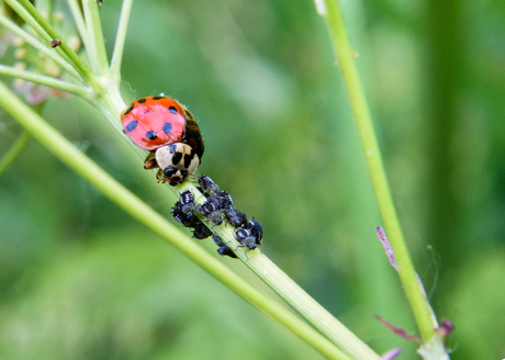 lieve-heersbeestje