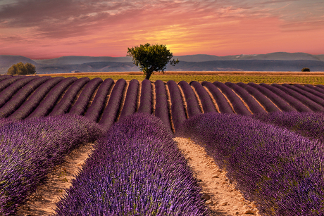 Lavendelveld Provence