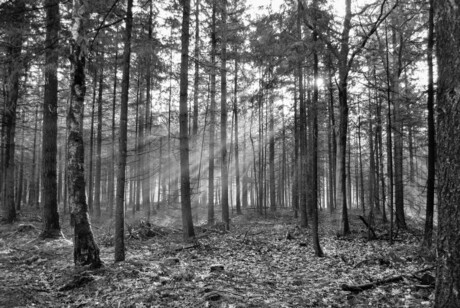 Zon en mist in het bos.