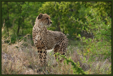 cheeta speurend in ochtendzon