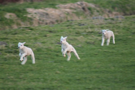 Springende lammetjes