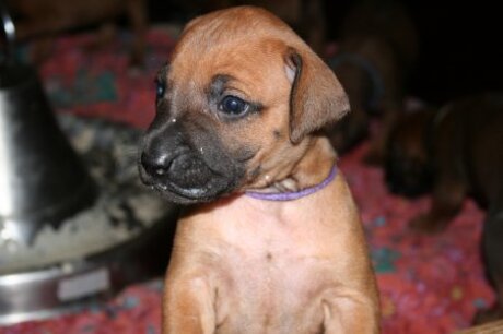 AFFRA RHODESIAN RIDGEBACK PUP