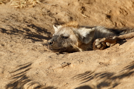 hyena in den