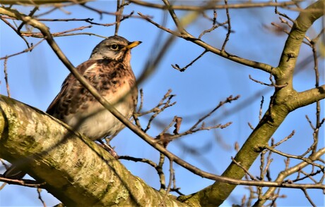 kramsvogel