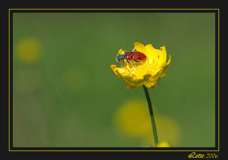 Mylabris quadripunctata