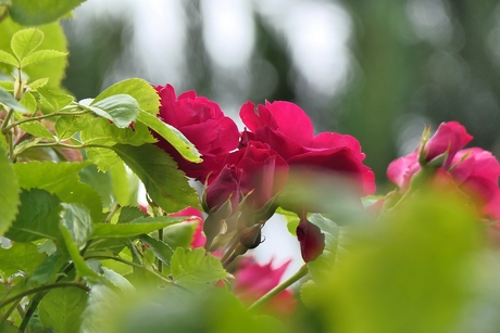 Onze rozen in de tuin