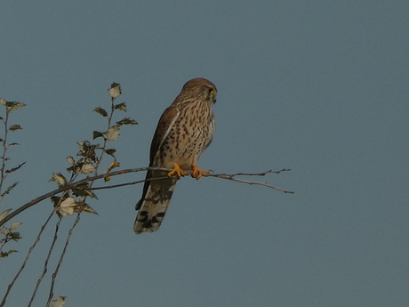 Torenvalk bij zevenhuizerplas rotterdam