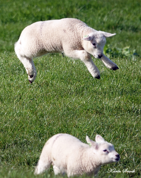 "Wist niet dat ze zo hoog sprongen..."