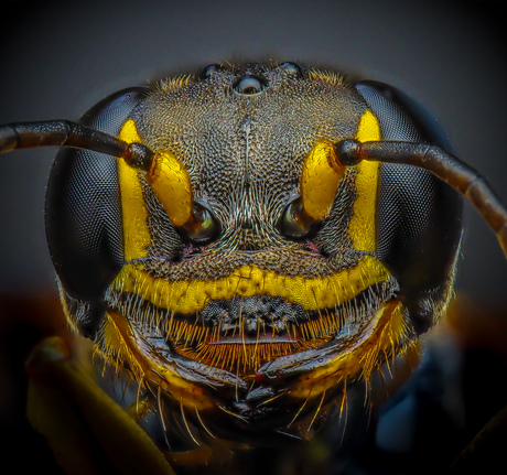 Mellinus arvensis ♀︎