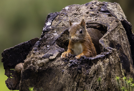 Rode eekhoorn - Red squirrel (Sciurus vulgaris) 