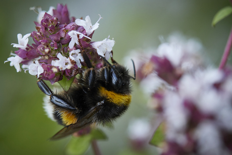 Sleeping Bummble Bee