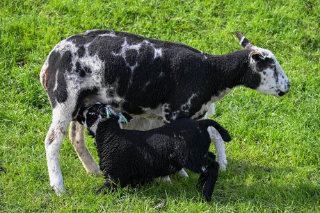 Lammetjes drinken bij mama