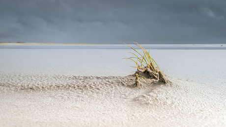 Duinaangroei op Schiermonnikoog 