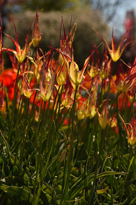 Ook dit zijn tulpen