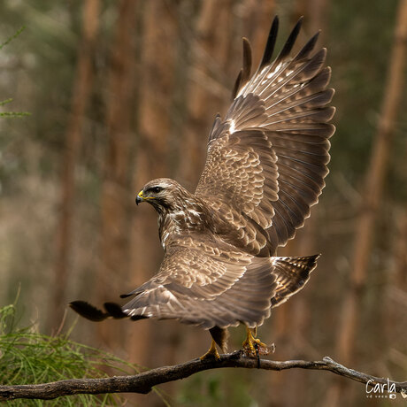Buizerd