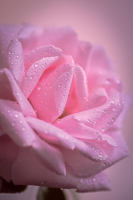 Soft rose