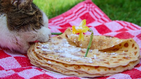 Kattenpicknick..