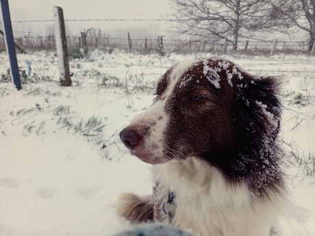 Snow Dog