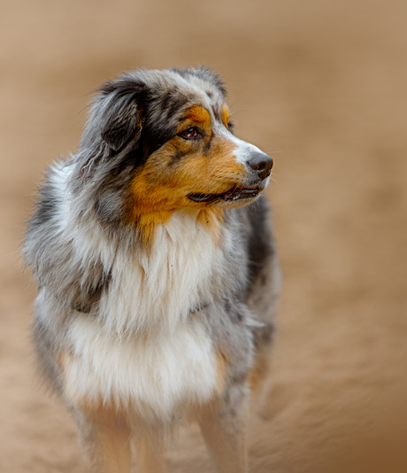 Australian shepherd