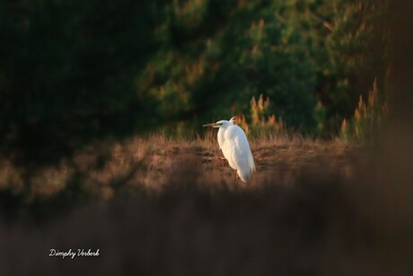 Grote zilverreiger