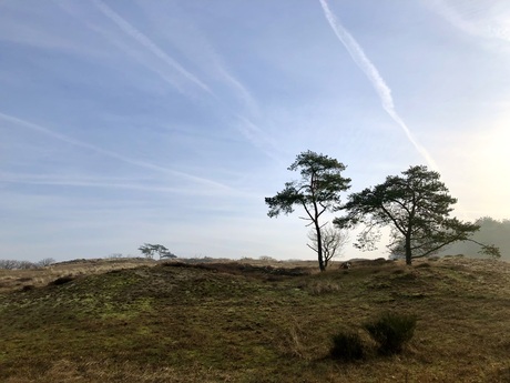 Morgenstond in de duinen van Bergen NH