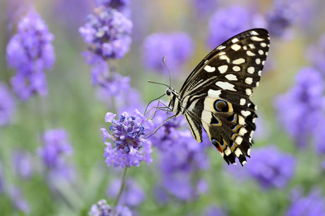 Papilio demodocus