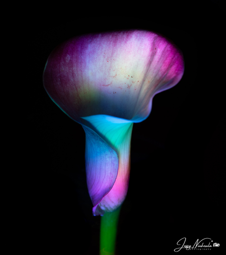 Light Painting Flowers