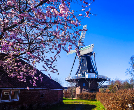 Molen 