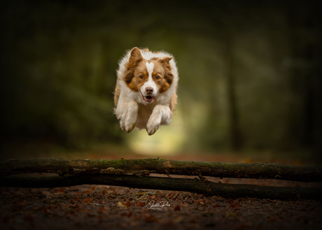 Sammy, de Australian Shepherd