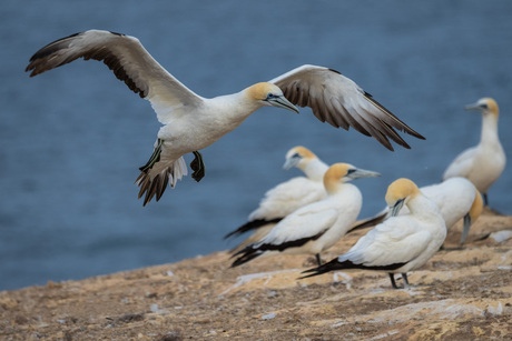 landing ingezet