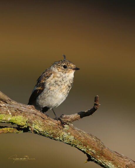 Bonte vliegenvanger met een "bad hairday "