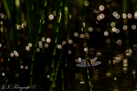 Libelle in tegenlicht