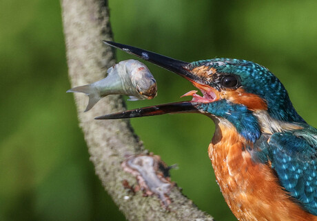 ijsvogel