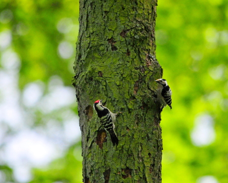 Kleine bonte spechten