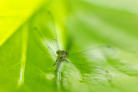 Juffertje in 't groen