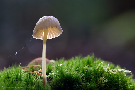 Bedraad hoedje Mycena zwam